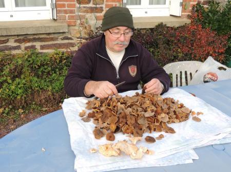 En forêt, chanterelles d' automne