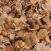 Chanterelles d' Automne